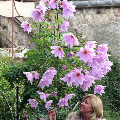 Imperialis dahlia blooms next to a person to showcase their height.
