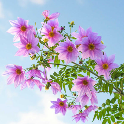 Underneath view of Imperialis dahlias growing very tall against a blue sky.