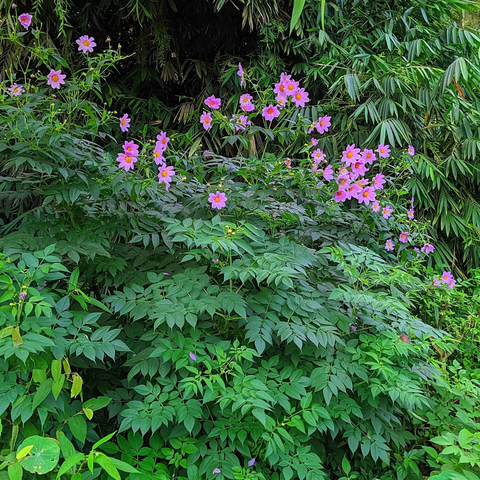 Imperialis dahlias growing in a bush to show their enormous size.
