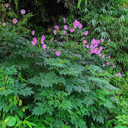 Imperialis dahlias growing in a bush to show their enormous size.