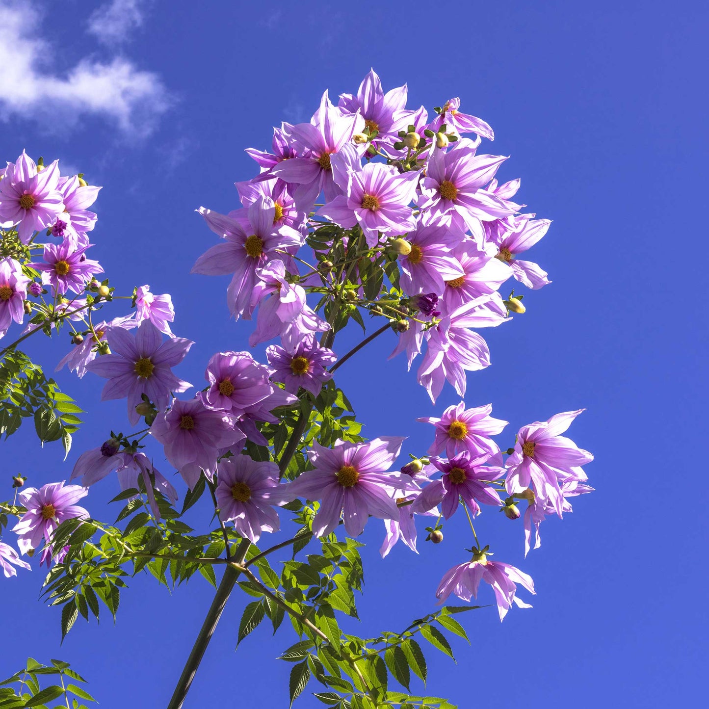 Underneath view of Imperialis dahlias growing very tall against a blue sky.