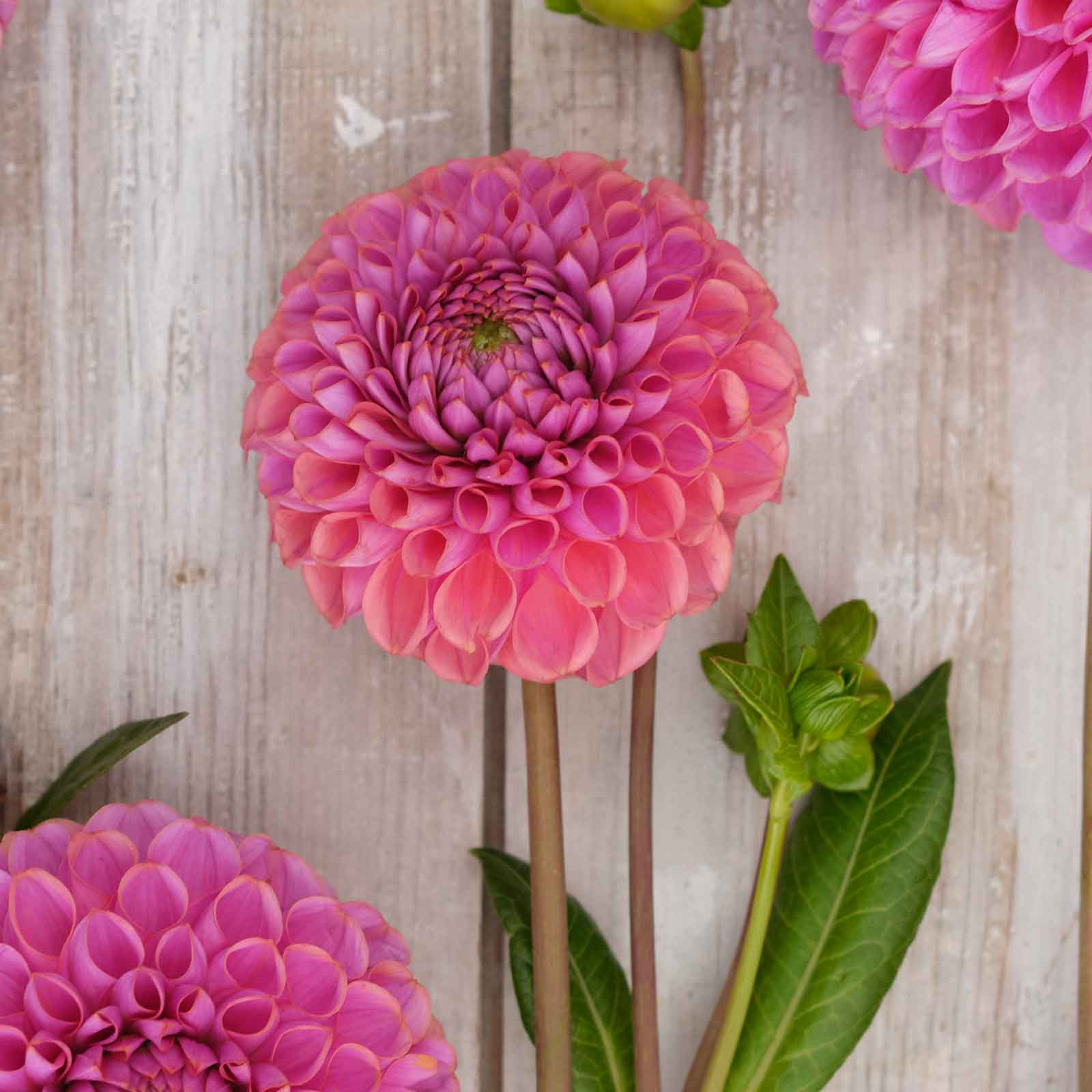 A close-up of Isabel Dahlias freshly picked displayed on a wooded surface.