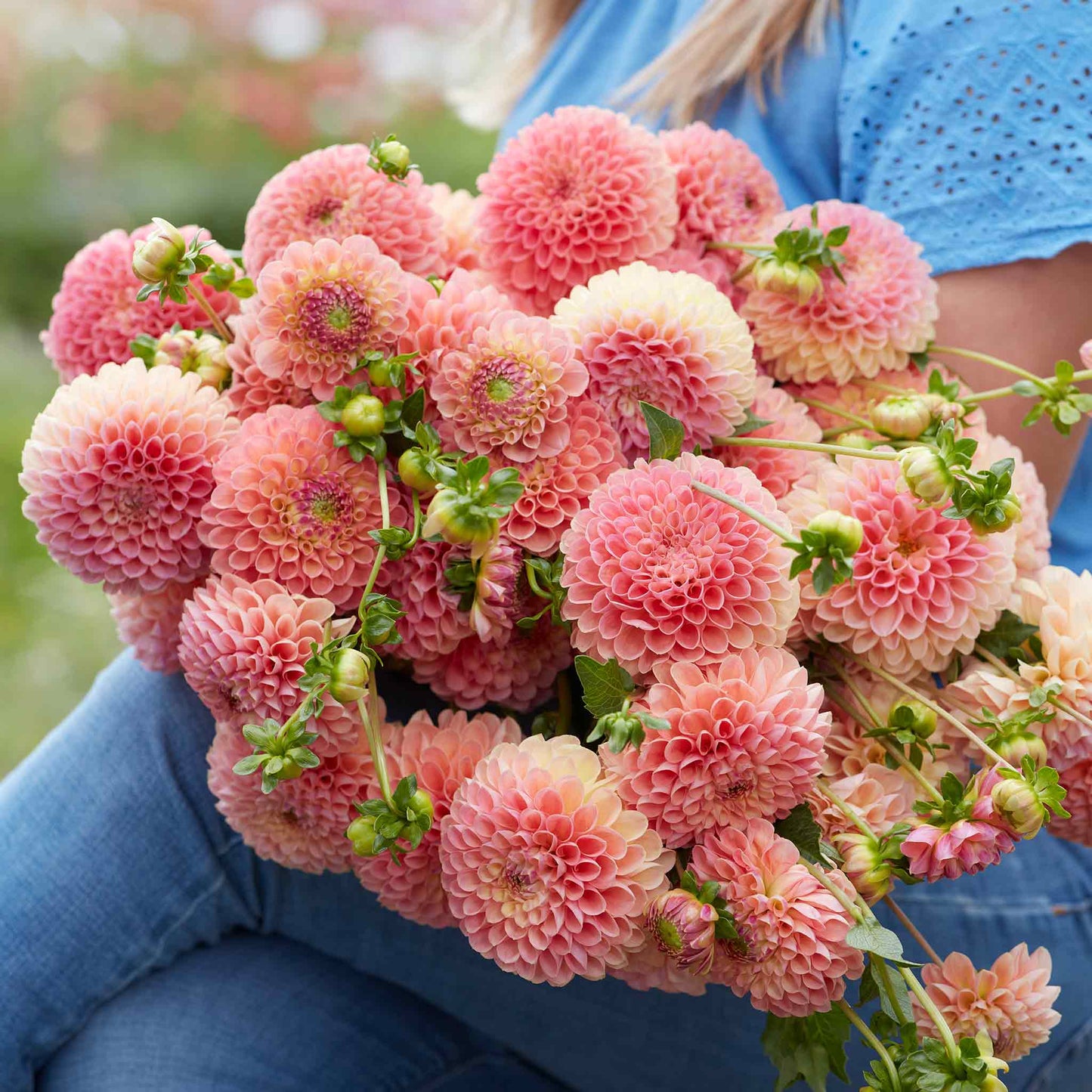 A person holding a bouquet of Jowey Nicky dahlia flowers in a garden setting.