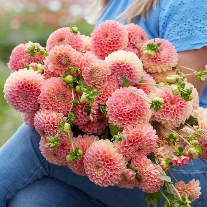 A person holding a bouquet of Jowey Nicky dahlia flowers in a garden setting.