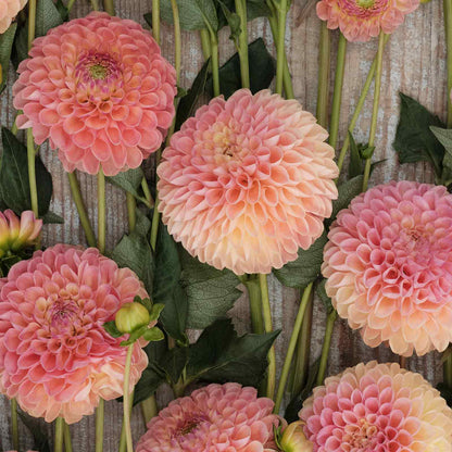 A close-up of Jowey Nicky Dahlias freshly picked displayed on a wooded surface.
