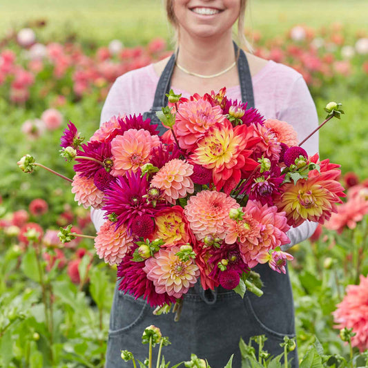 A person holding a bouquet of Juliette's Mix dahlia flowers in a garden setting.