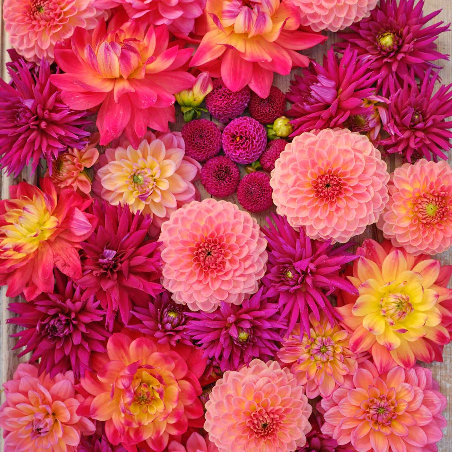 Vibrant red and pink Juliette's Mix dahlias fully bloomed.
