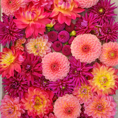 Vibrant red and pink Juliette's Mix dahlias fully bloomed.
