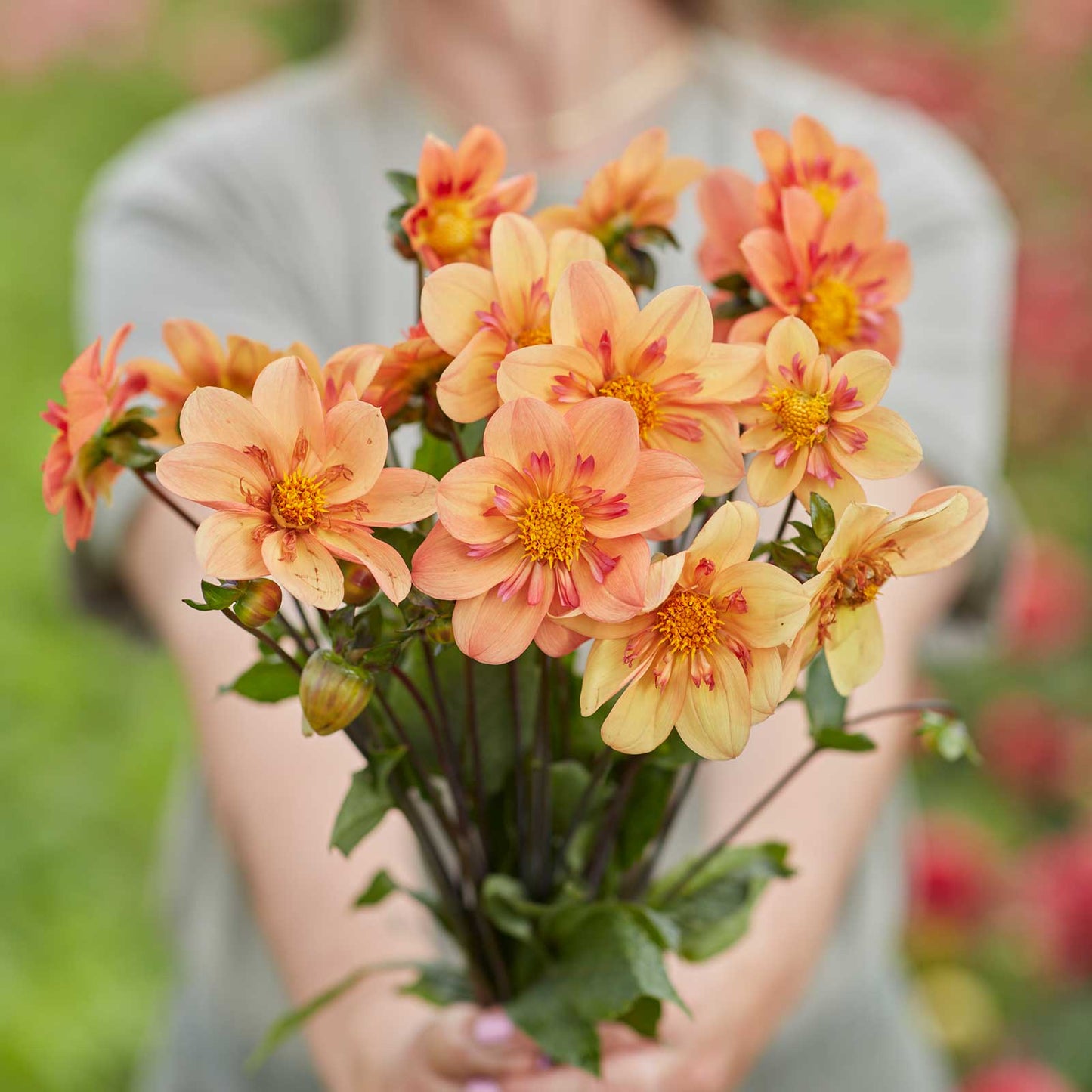 A person holding a bouquet of Kelsey Anne Joy dahlia flowers in a garden setting.