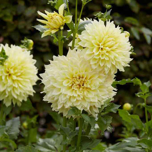 Close-up of a Kelvin Floodlight dahlia flower with multiple layers of petals, showing its intricate details.