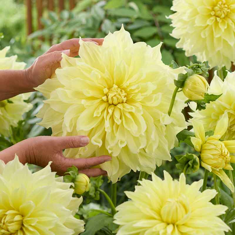 Close-up of a Kelvin Floodlight dahlia flower with multiple layers of petals, showing its intricate details.