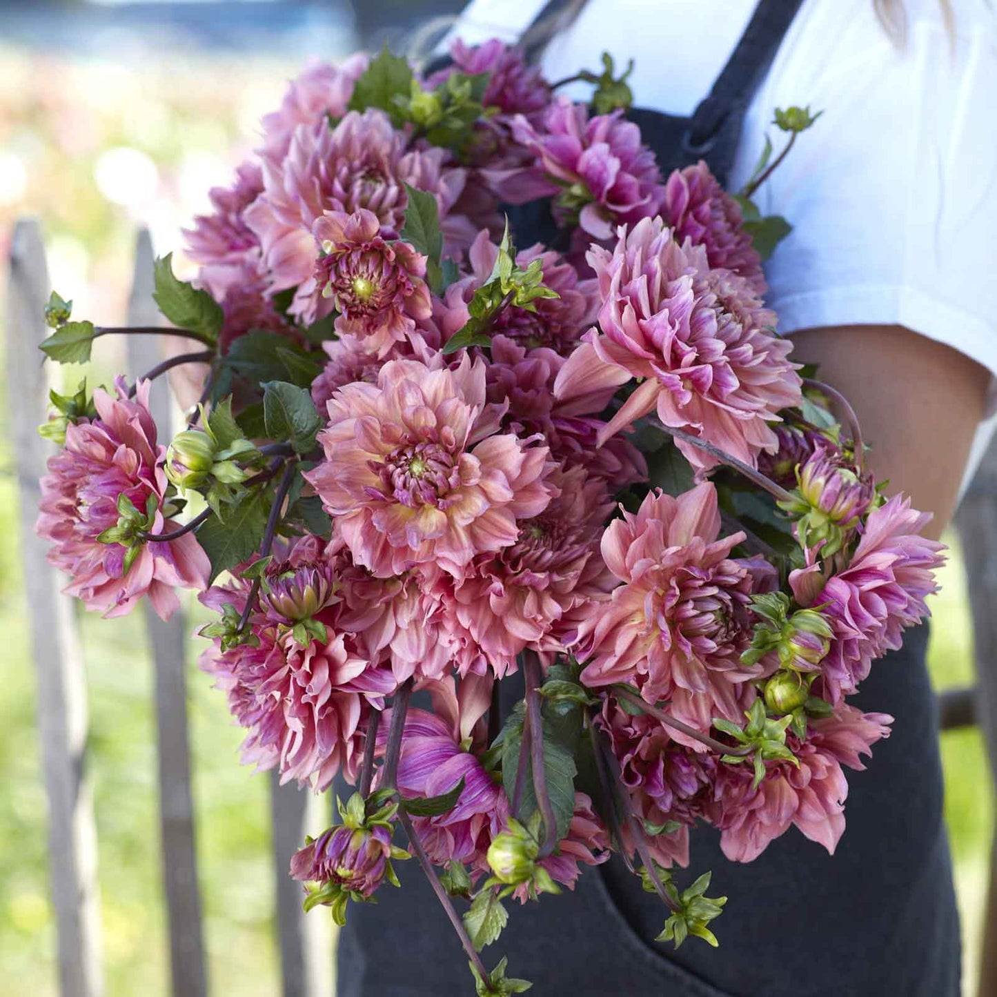 A person holding a bouquet of La Belle Epoque dahlia flowers in a garden setting.