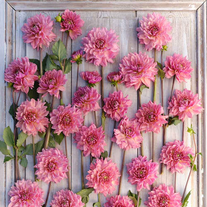 La Belle Epoque Dahlias freshly picked displayed on a wooded surface.
