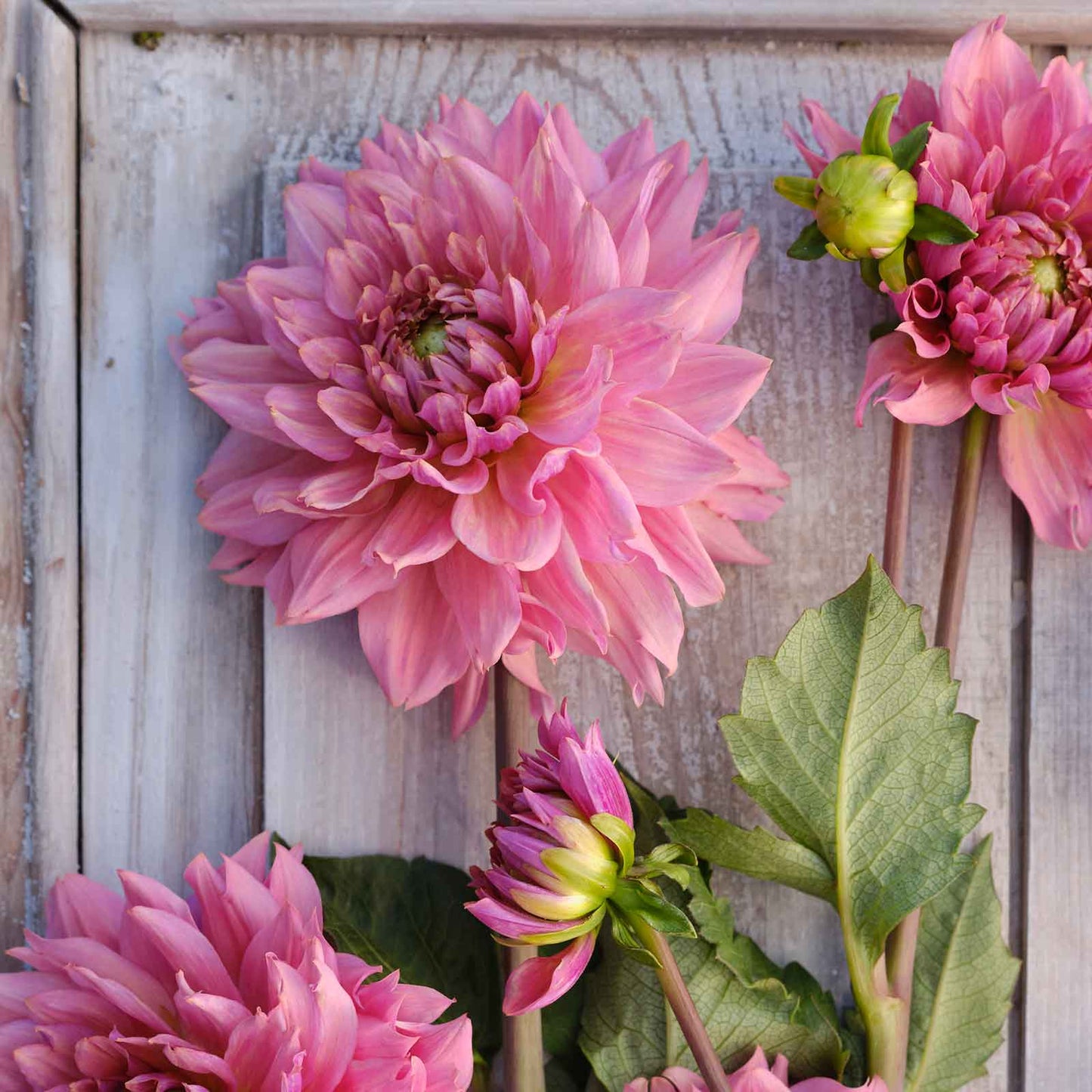 A close-up of La Belle Epoque Dahlias freshly picked displayed on a wooded surface.