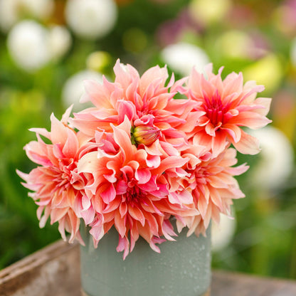 Labyrinth dahlia bouquet showing the vibrant colors.
