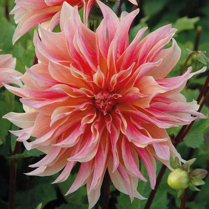 A close-up shot of a single Labyrinth Dahlia flower, showcasing its delicate petals and vibrant colors.