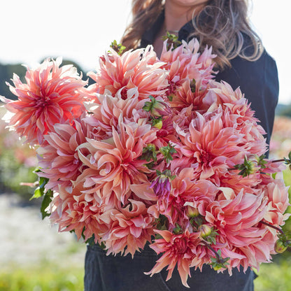 A person holding a bouquet of Labyrinth dahlia flowers in a garden setting.