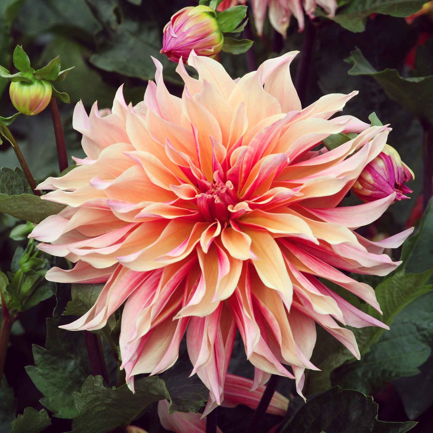 A close-up shot of a single Labyrinth Dahlia flower, showcasing its delicate petals and vibrant colors.
