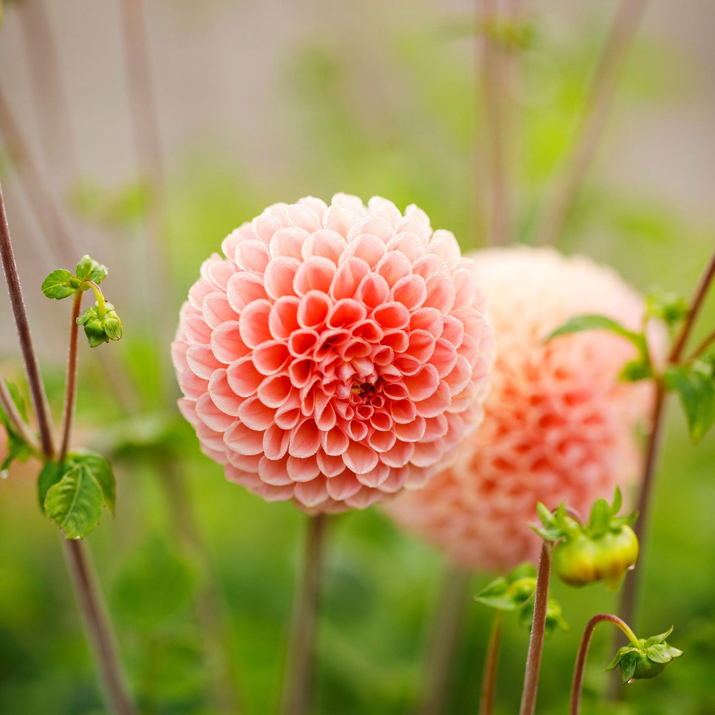 A close-up shot of a single Linda's Baby Dahlia flower, showcasing its delicate petals and vibrant colors.