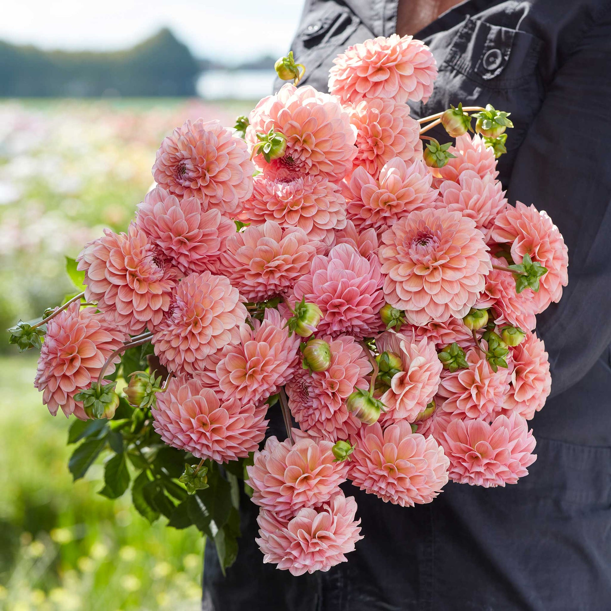 A person holding a bouquet of Linda's Baby dahlia flowers in a garden setting.