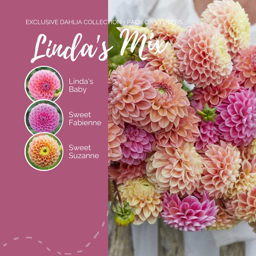 A graphic showing the individual contents of the Linda's Mix with a close up of a bouquet next to it.