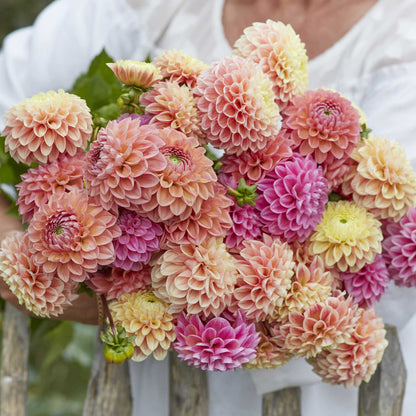 A person holding a bouquet of Linda's Mix dahlia flowers in a garden setting.