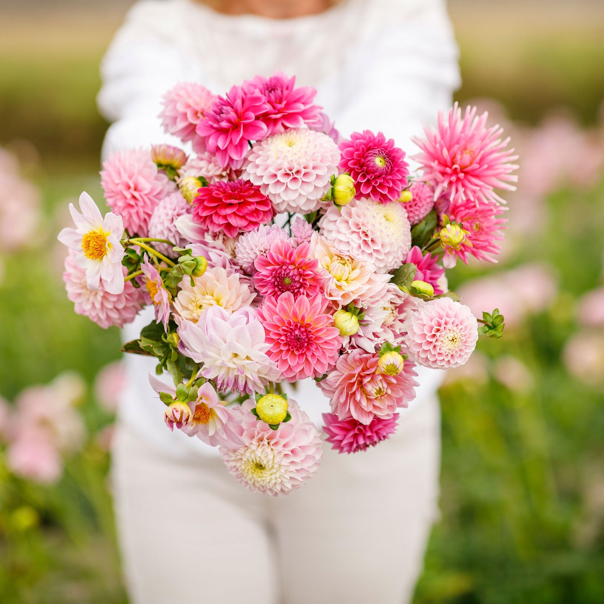 A person holding a bouquet of Madeline Mix dahlia flowers in a garden setting.