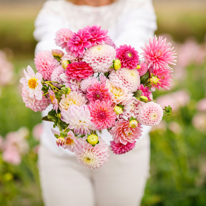A person holding a bouquet of Madeline Mix dahlia flowers in a garden setting.