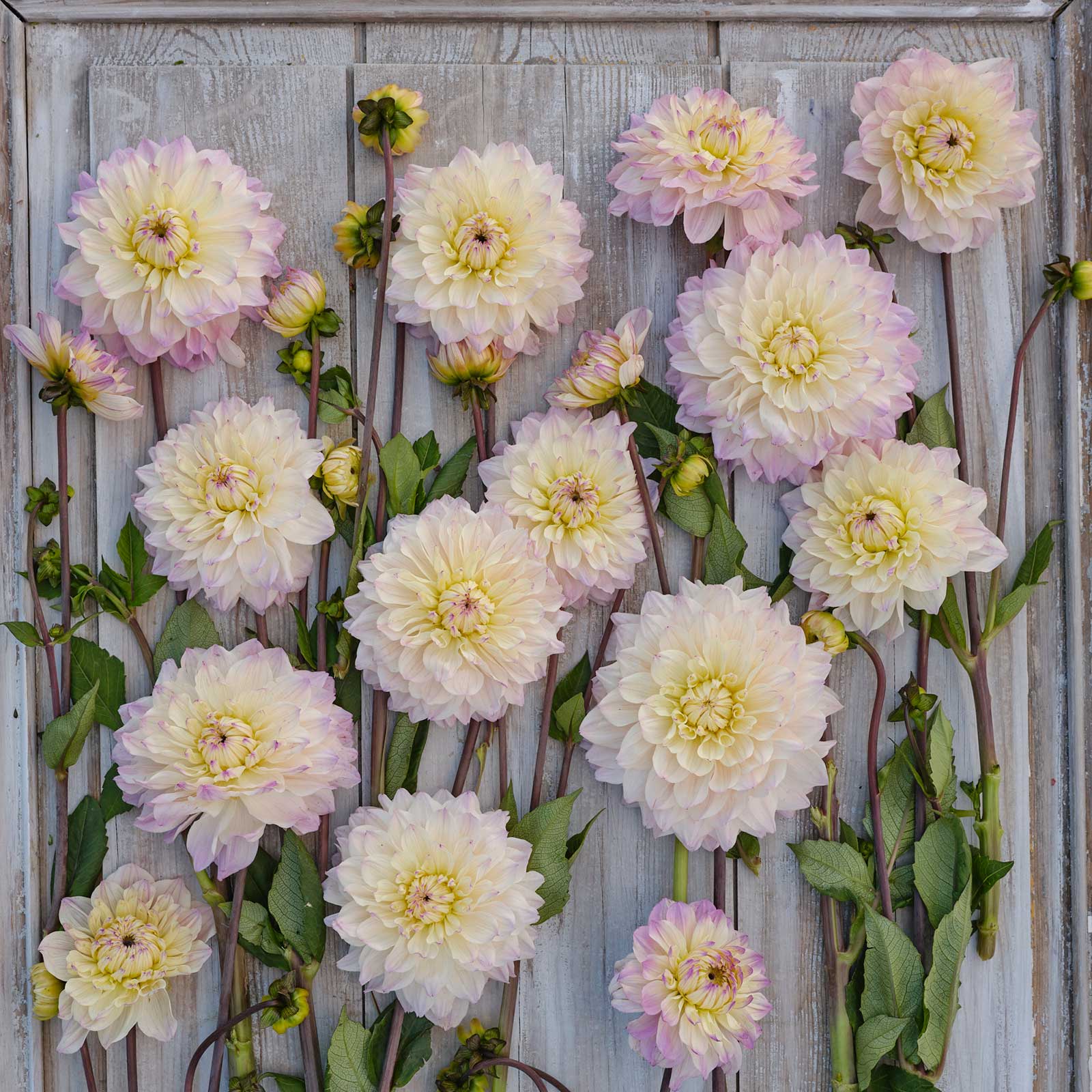 Masterclass Dahlias freshly picked displayed on a wooded surface.