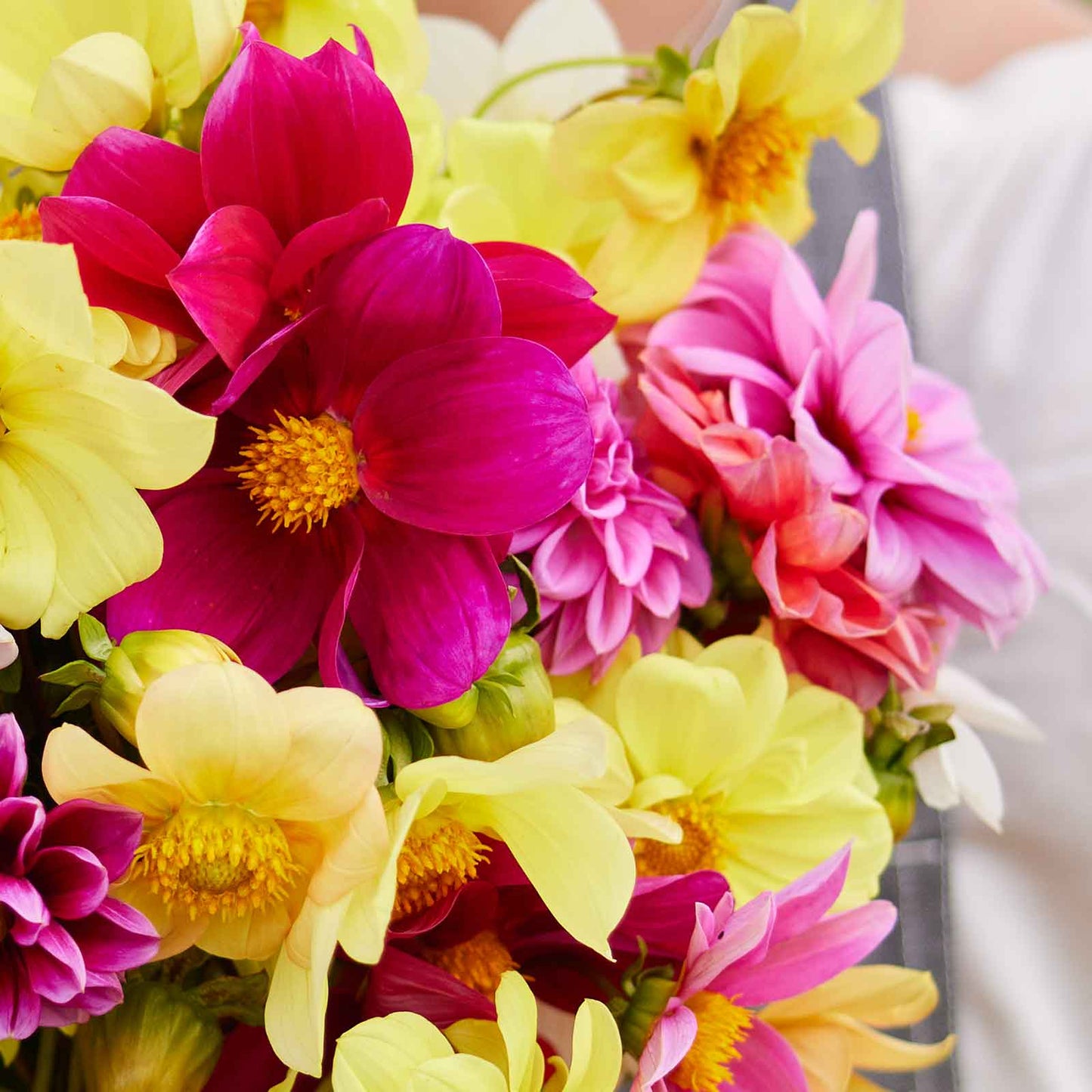 Yellow and pink dahlia mixed mignon blooms held in a bunch against a plain background.