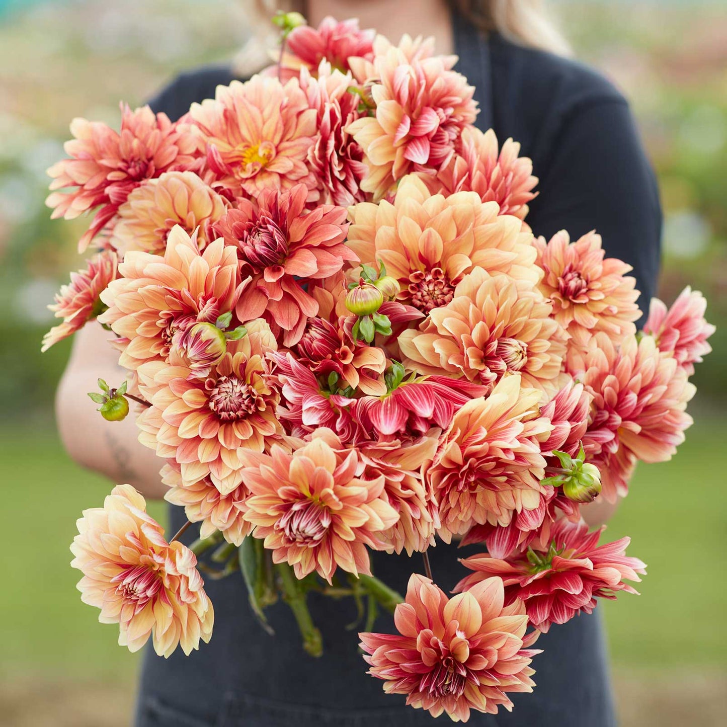 A person holding a bouquet of Miss Brandy dahlia flowers in a garden setting.