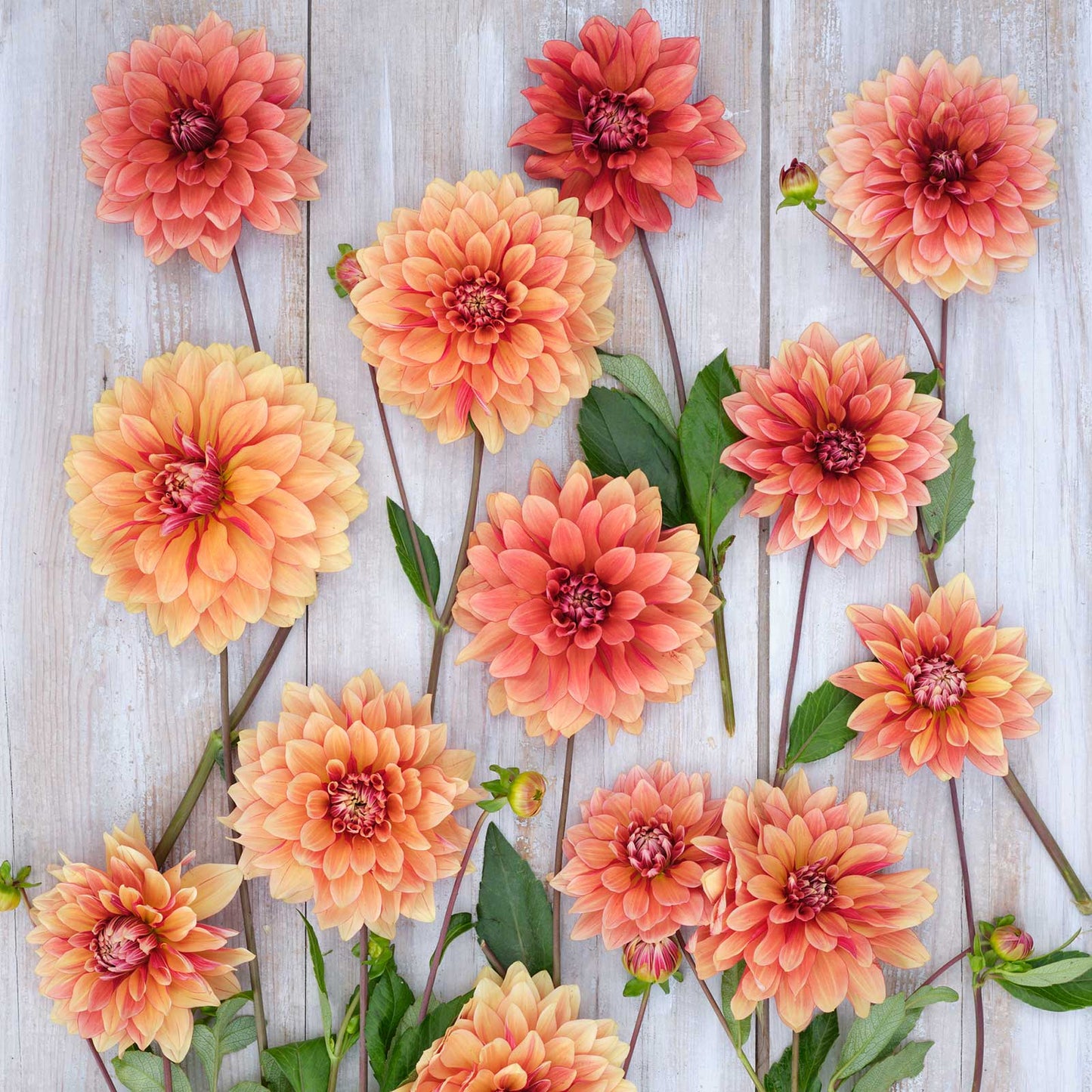 Miss Brandy Dahlias freshly picked displayed on a wooded surface.