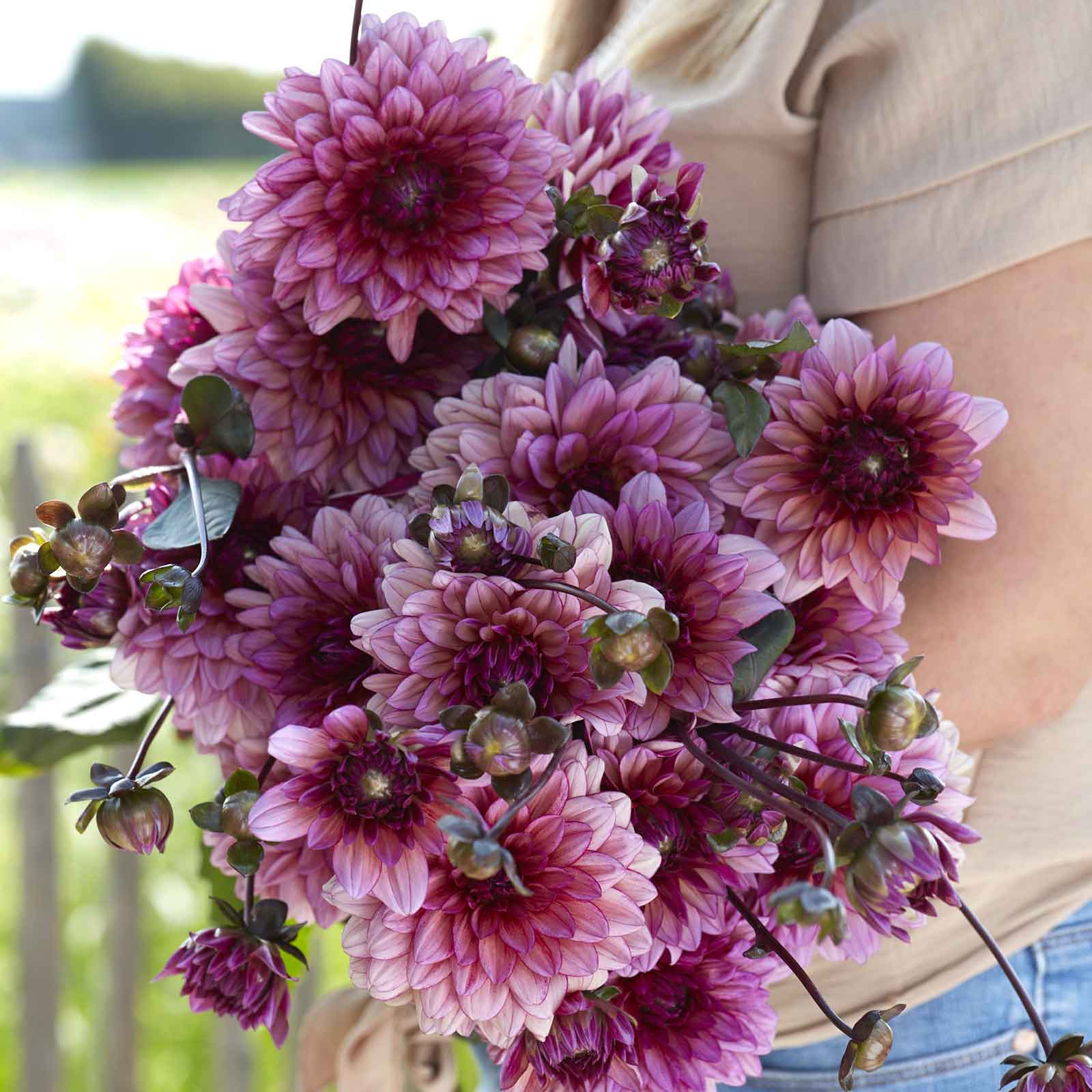 A person holding a bouquet of Molly Raven dahlia flowers in a garden setting.