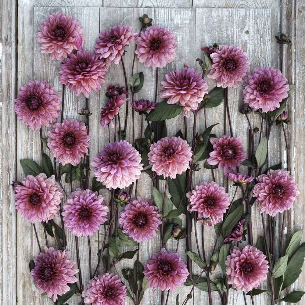 Molly Raven Dahlias freshly picked displayed on a wooded surface.