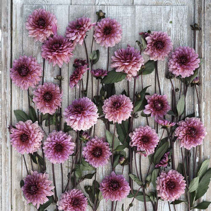 Molly Raven Dahlias freshly picked displayed on a wooded surface.