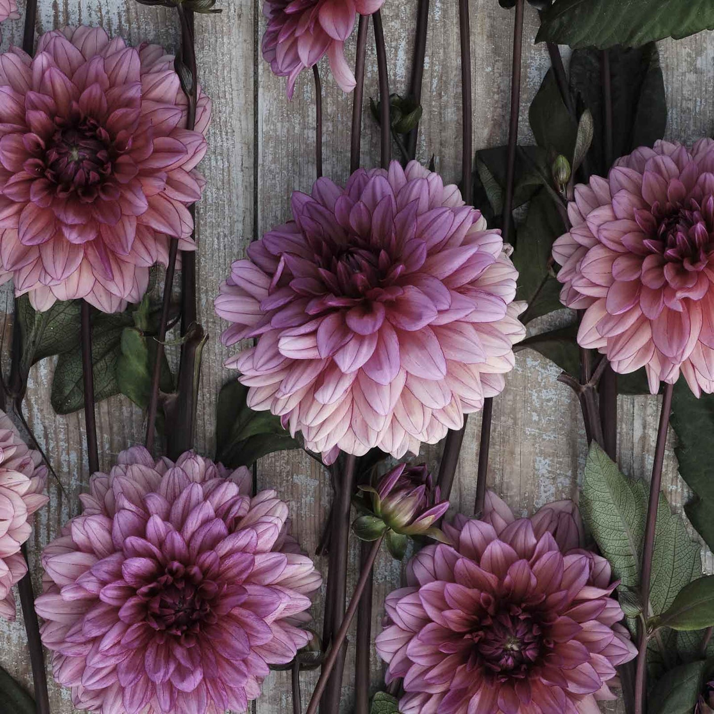 A close-up of Molly Raven Dahlias freshly picked displayed on a wooded surface.