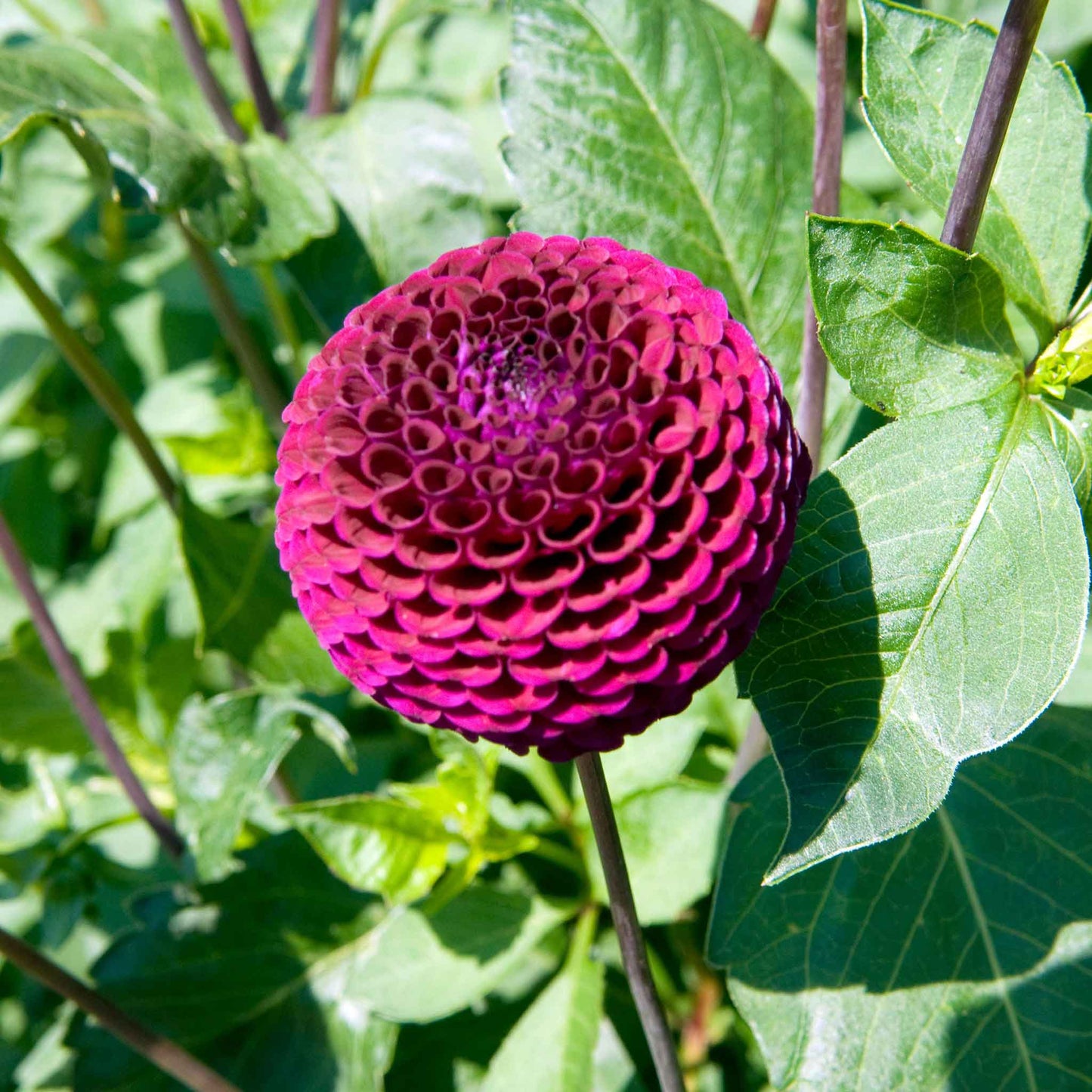 A close-up shot of a single Moor Place Dahlia flower, showcasing its delicate petals and vibrant colors.