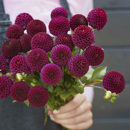 A person holding a bouquet of Moor Place dahlia flowers in a garden setting.