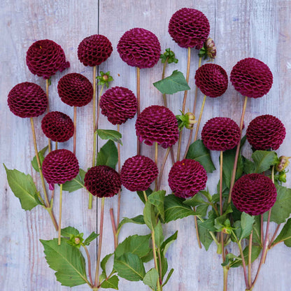 Moor Place Dahlias freshly picked displayed on a wooded surface.