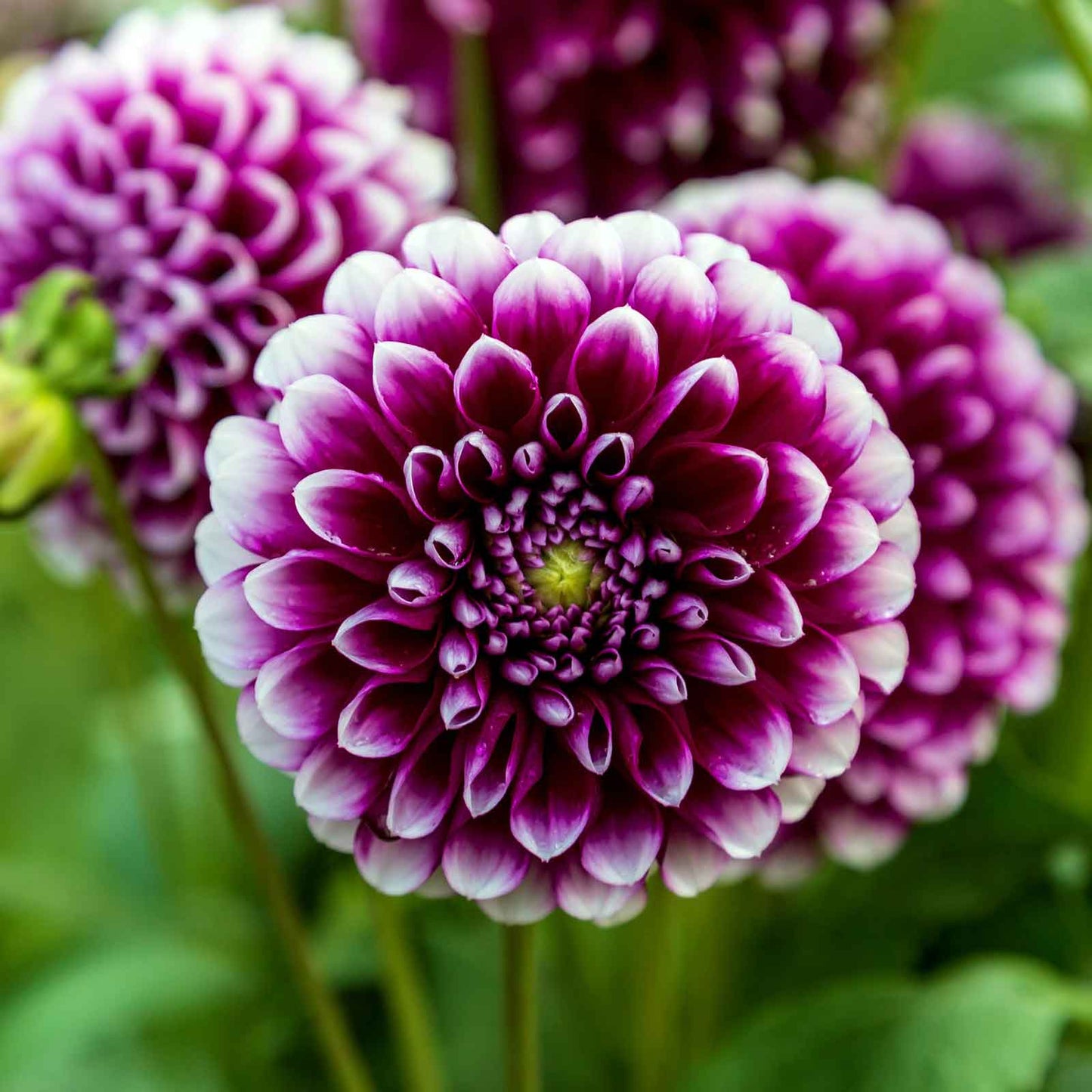 A close-up shot of Mystery Day Dahlia flowers, showcasing their delicate petals and vibrant colors.