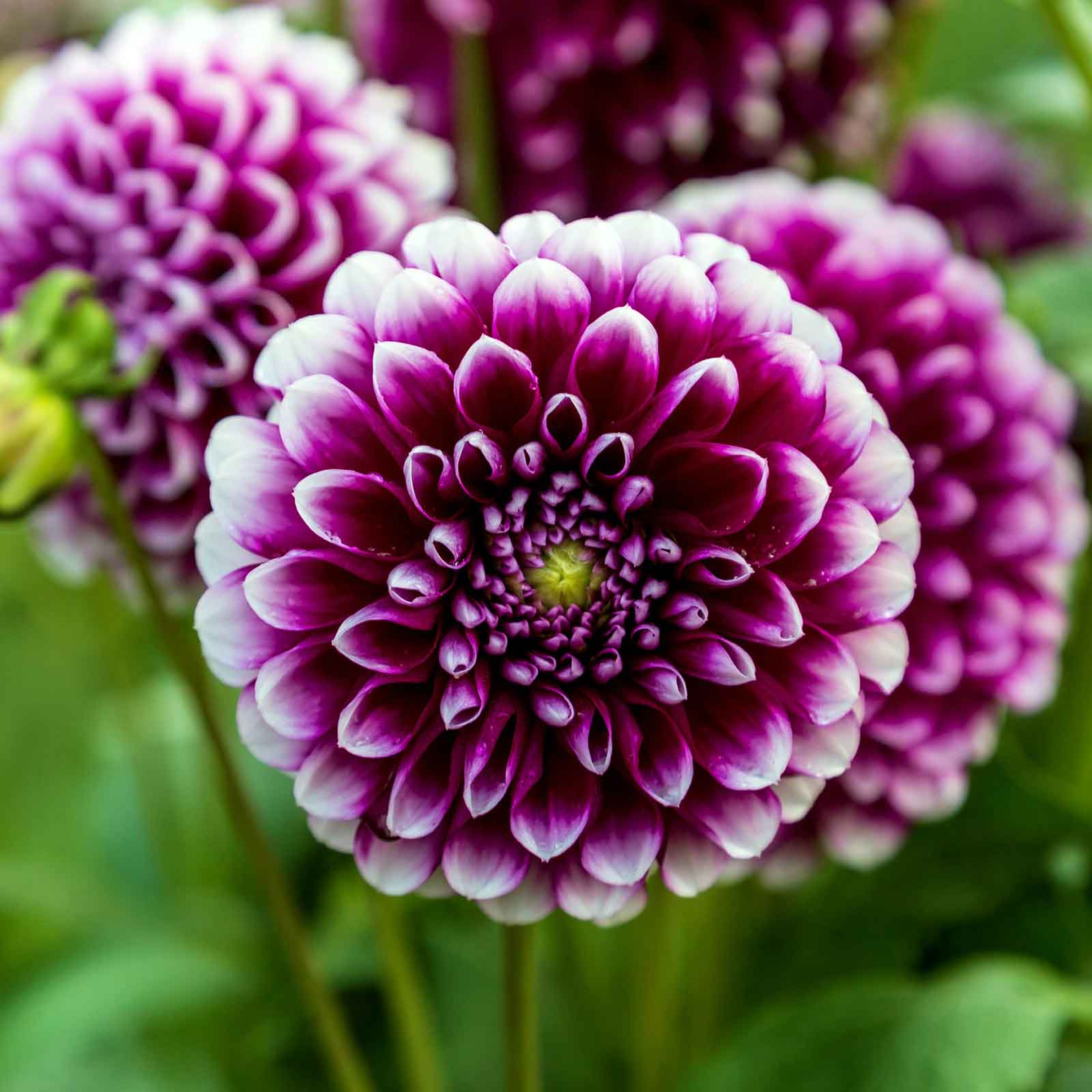 A close-up shot of Mystery Day Dahlia flowers, showcasing their delicate petals and vibrant colors.