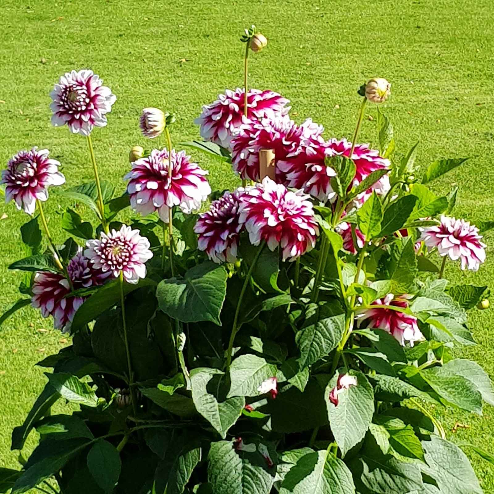 Mystery Day dahlias growing in a field with tall stems and green leaves.