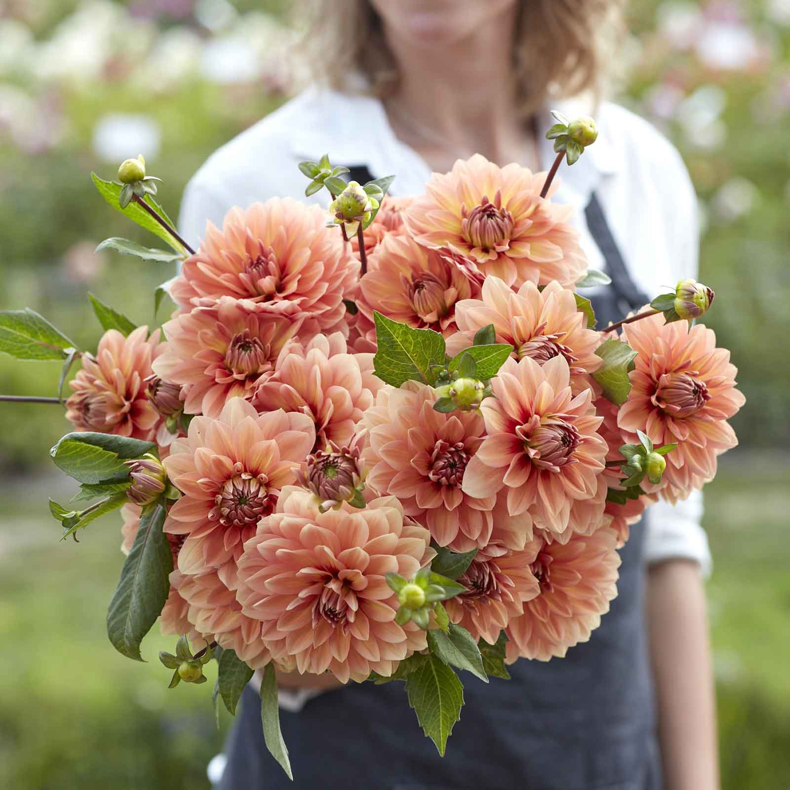 A person holding a bouquet of Nicholas dahlia flowers in a garden setting.