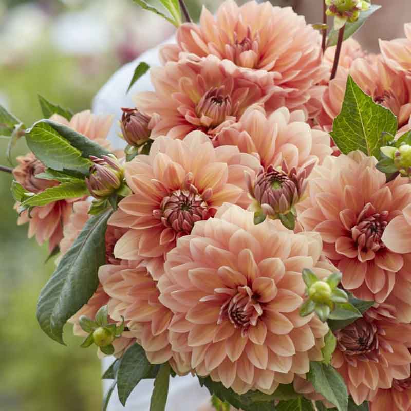 A person holding a bouquet of Nicholas dahlia flowers in a garden setting.
