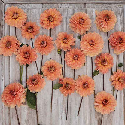 Nicholas Dahlias freshly picked displayed on a wooded surface.
