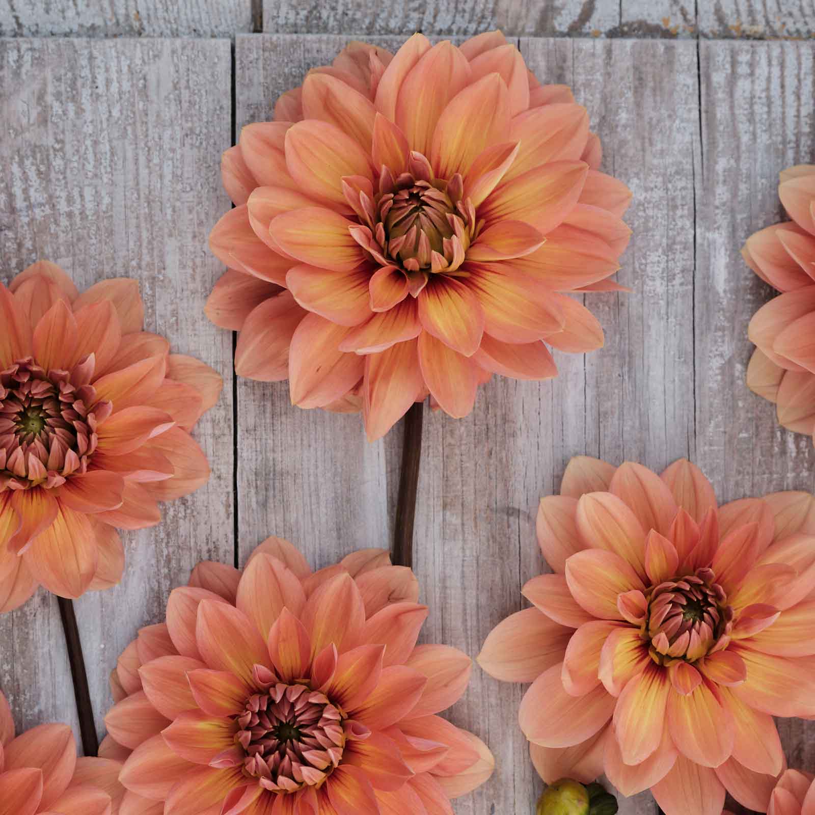 Close up of Nicholas Dahlias freshly picked displayed on a wooded surface.