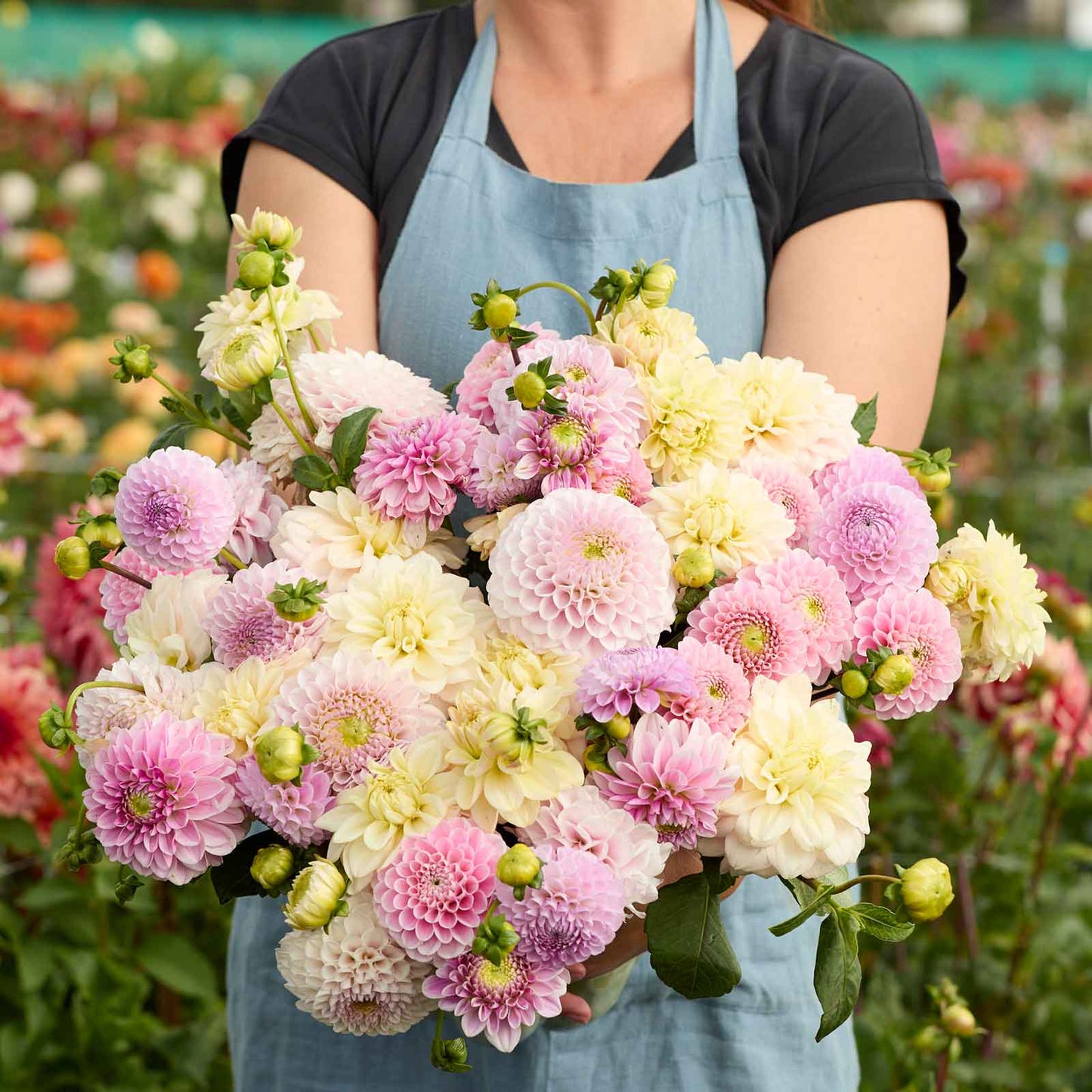 A person holding a bouquet of Nude Shade Mix dahlia flowers in a garden setting.