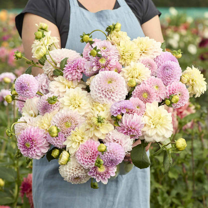 A person holding a bouquet of Nude Shade Mix dahlia flowers in a garden setting.
