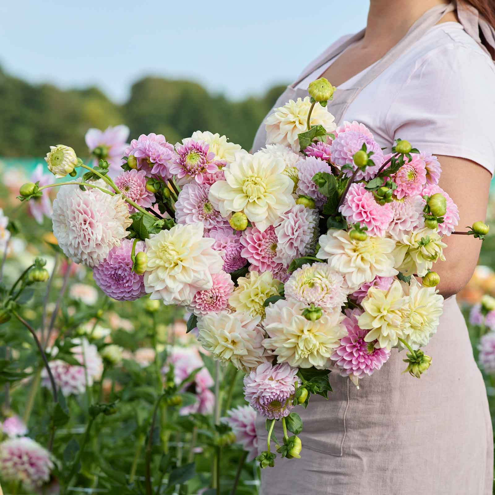 A person holding a bouquet of Nude Shade Mix dahlia flowers in a garden setting.
