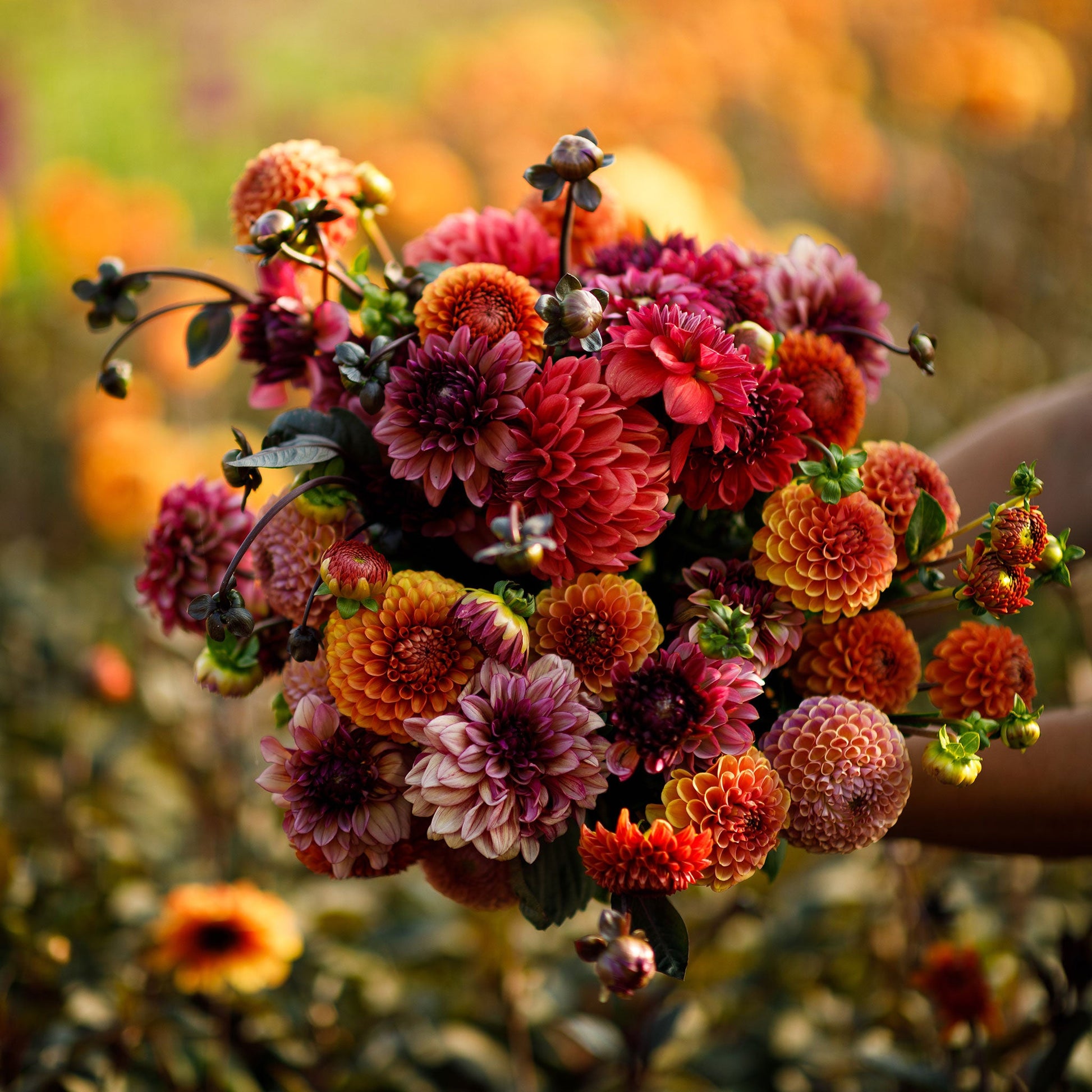 Old Rose Mix dahlia bouquet showing its deep red and orange colors.